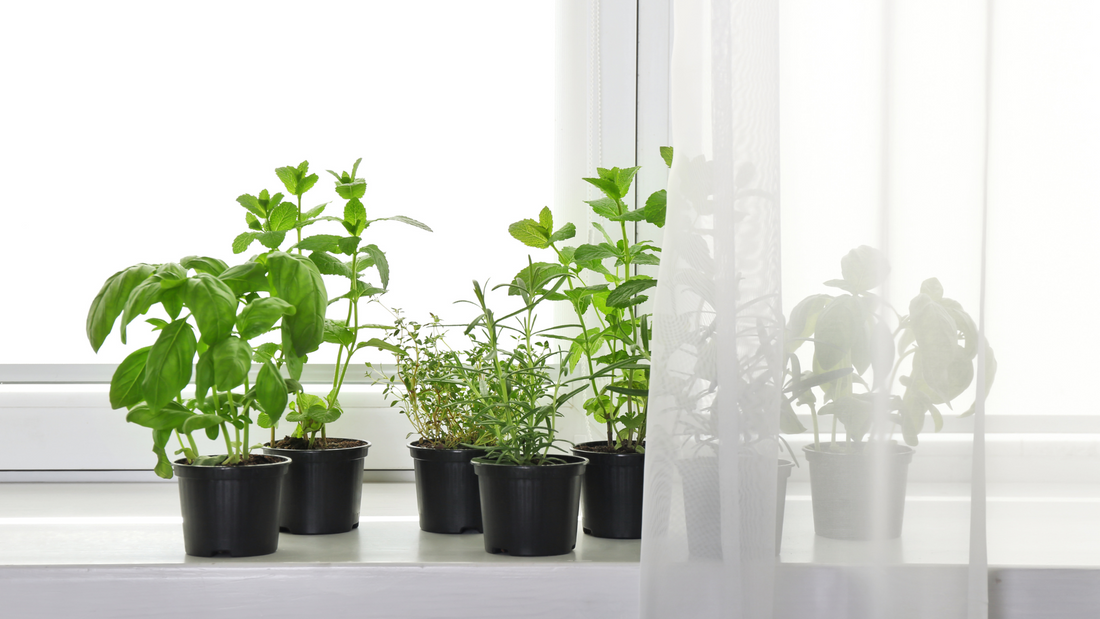 From Dirt to Dinner: Growing Your Own Herb Garden (No Backyard Needed!)
