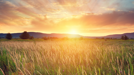Sacred Summer Sundays: A Weekly Ritual to Reclaim Your Energy