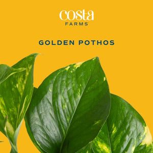 Costa Farms Golden Pothos Live Plant | Easy Care Indoor House Plant in Modern Decor Planter | Natural Air Purifier Houseplant | 10-Inches Tall