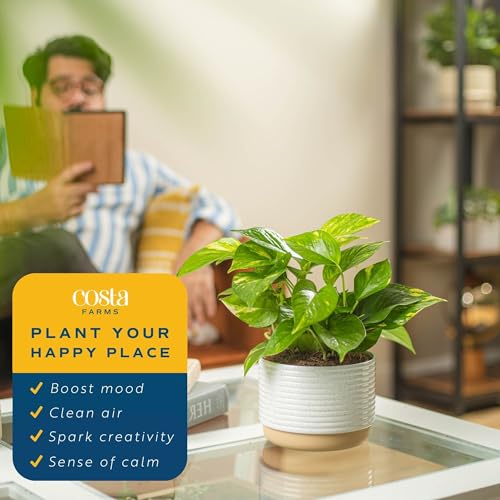 Costa Farms Golden Pothos Live Plant | Easy Care Indoor House Plant in Modern Decor Planter | Natural Air Purifier Houseplant | 10-Inches Tall